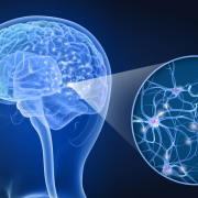 nerve system